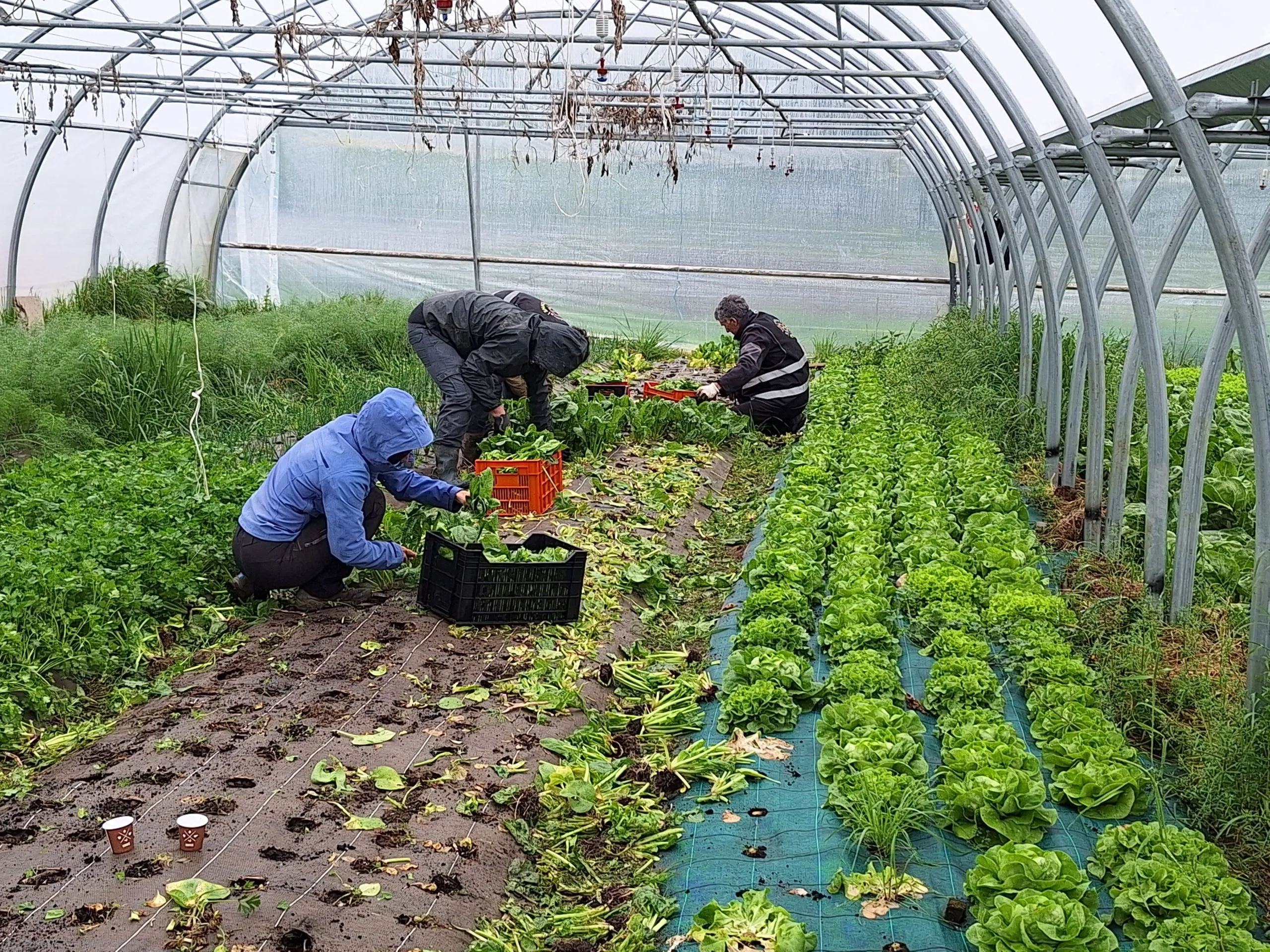 Les cueilleurs d'épinards lors du glanage solidaire.