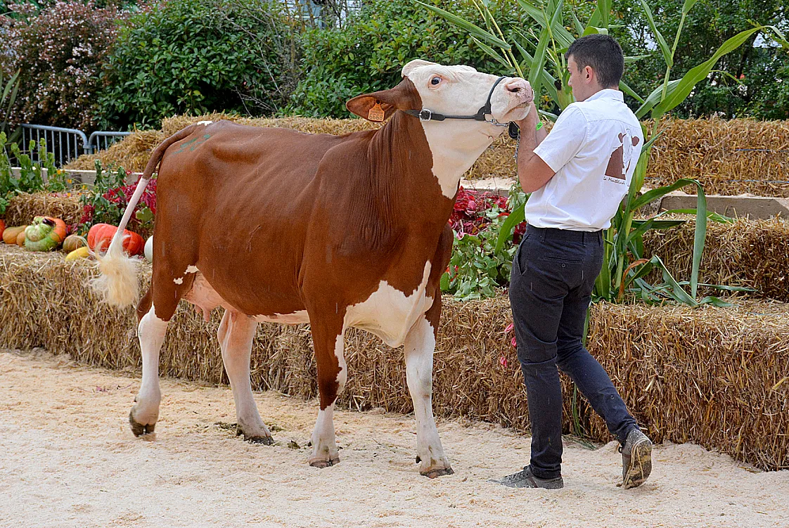 Vaches et chevaux absents ? L'édition 2025 menacée... puis annulée !