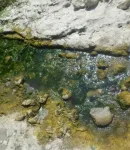 Les cyanobactéries benthiques sont fixées à un support (galet, branche...) immergé dans l'eau.