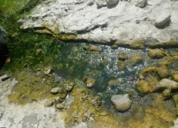 Les cyanobactéries benthiques sont fixées à un support (galet, branche...) immergé dans l'eau.