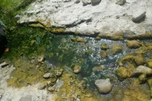 Les cyanobactéries benthiques sont fixées à un support (galet, branche...) immergé dans l'eau.
