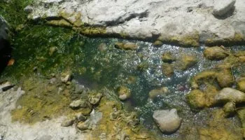 Les cyanobactéries benthiques sont fixées à un support (galet, branche...) immergé dans l'eau.