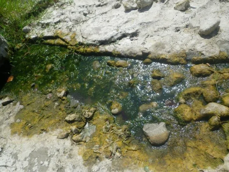 Les cyanobactéries benthiques sont fixées à un support (galet, branche...) immergé dans l'eau.