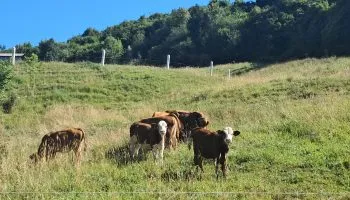 Crise sanitaire bovins : comment sont accompagnés les éleveurs en détresse ?