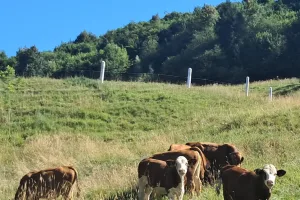 Photo d'illustration. Troupeau dans la zone dite