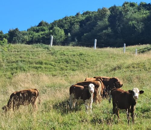 Photo d'illustration. Troupeau dans la zone dite "protégée", soit un rayon de 20 km autour du 1er foyer.
