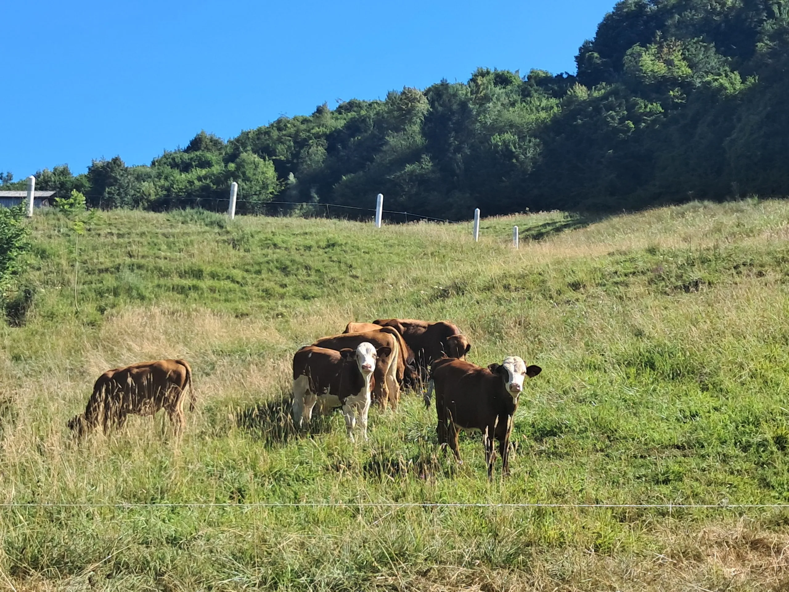 Crise sanitaire bovins : comment sont accompagnés les éleveurs en détresse ?