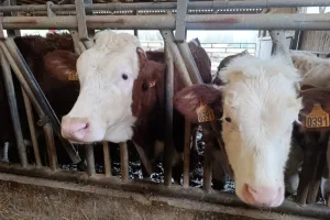 Dermatose nodulaire contagieuse : coup de massue pour le monde agricole savoyard