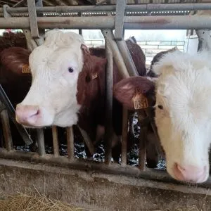 Dermatose nodulaire contagieuse : coup de massue pour le monde agricole savoyard