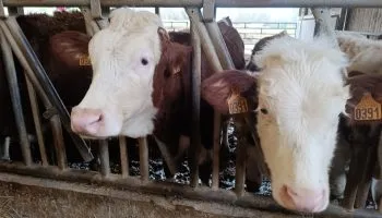 Crise sanitaire : Dermatose Nodulaire Contagieuse bovine – une réunion d’urgence sous tension