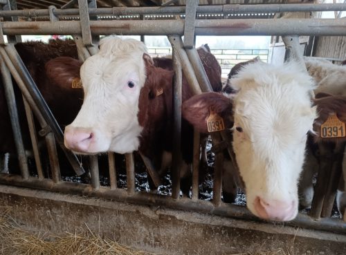 Dermatose nodulaire contagieuse : coup de massue pour le monde agricole savoyard