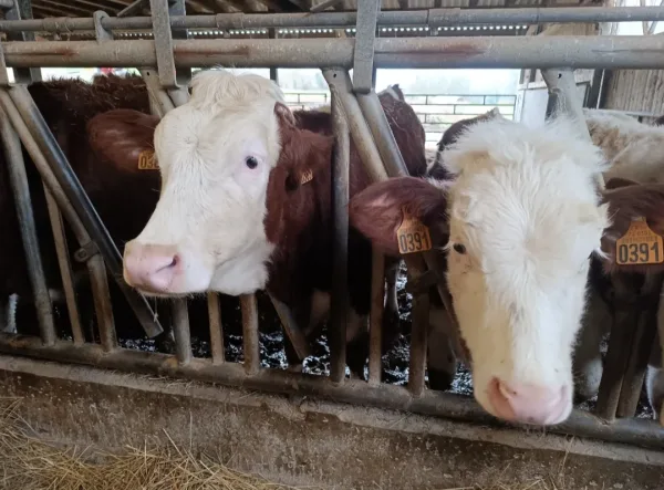 Dermatose nodulaire contagieuse : coup de massue pour le monde agricole savoyard
