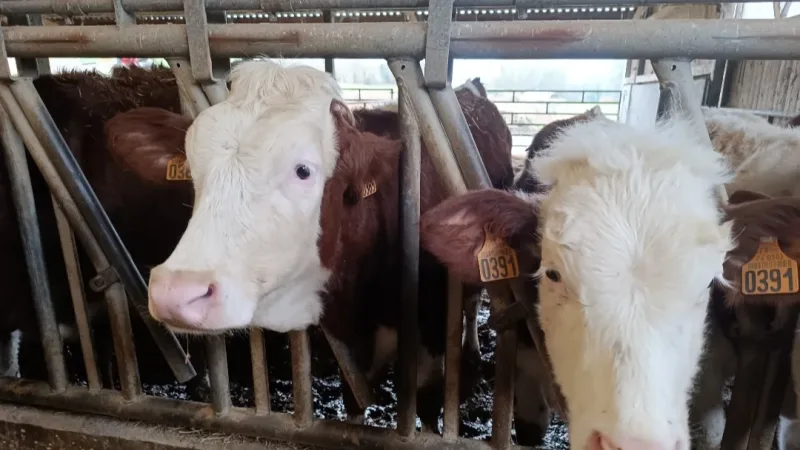 Dermatose nodulaire contagieuse : coup de massue pour le monde agricole savoyard