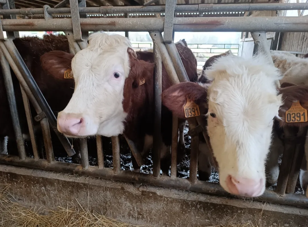 Crise sanitaire : Dermatose Nodulaire Contagieuse bovine - une réunion d'urgence sous tension