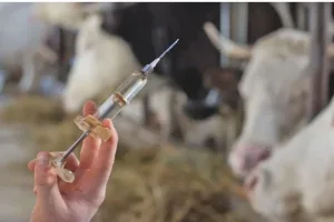Le vaccin est injecté en une seule dose par voie sous-cutanée.