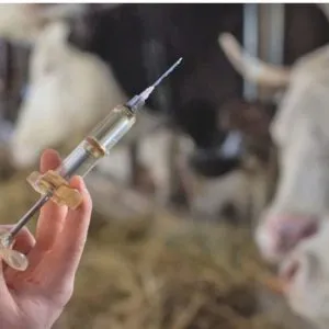 Le vaccin est injecté en une seule dose par voie sous-cutanée.