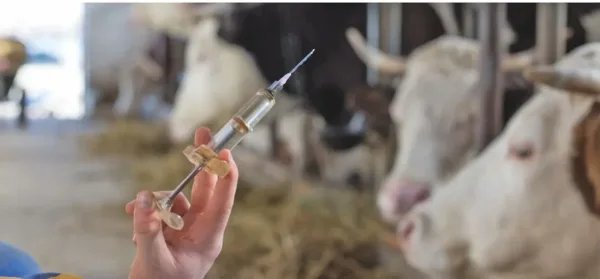Le vaccin est injecté en une seule dose par voie sous-cutanée.