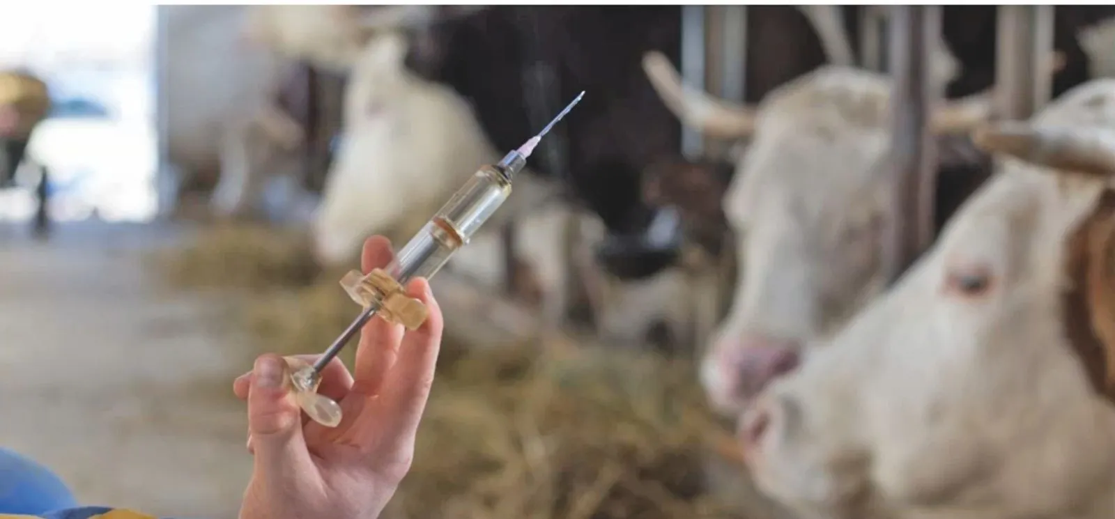 La campagne de vaccination a démarré pour les 285 000 bovins concernés