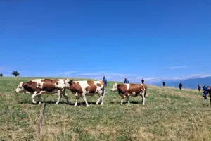 Des vaches continuent d'être euthanasiées malgré le vaccin en France alors qu'en Suisse les vaches sont vaccinées en prévention.