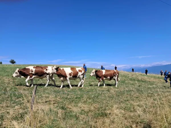 Des vaches continuent d'être euthanasiées malgré le vaccin en France alors qu'en Suisse les vaches sont vaccinées en prévention.