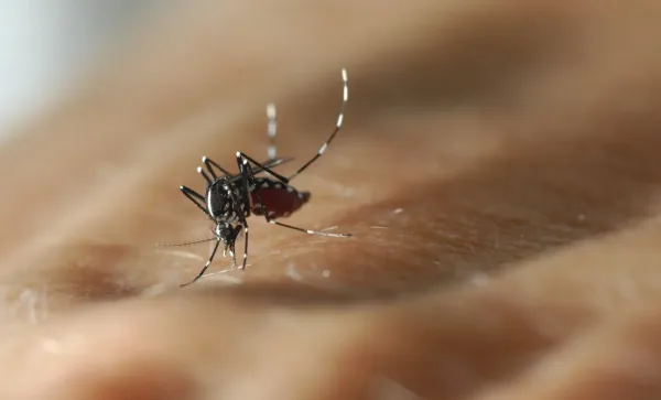 Le fameux moustique tigre.