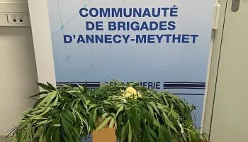 Un « cultivateur en herbe » trahi par l’odeur de son appartement