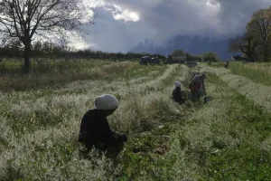 Même si la terre est basse.