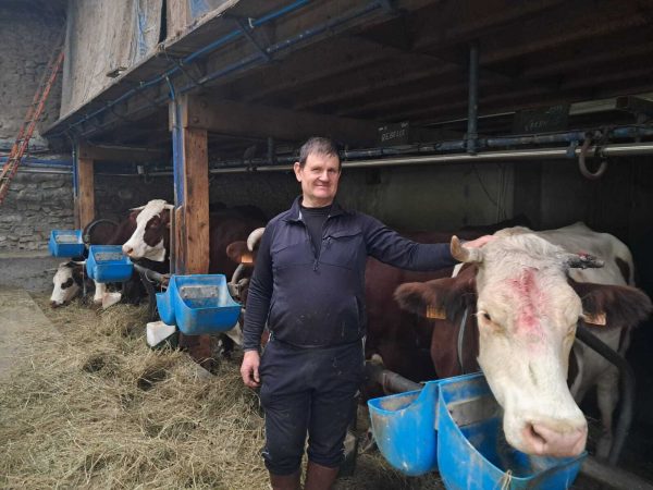 Pascal Coen à Massingy a accueilli de nouvelles vaches en provenance de plusieurs autres exploitations comme d'autres éleveurs du territoire.