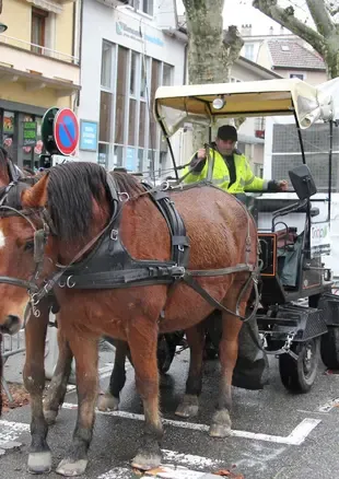 Collecte des sapins à cheval
