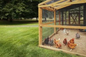 PFAS poules