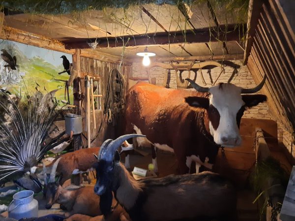 L'espace faune de notre territoire à découvrir au musée de la nature de Gruffy, avant sa fermeture fin août.