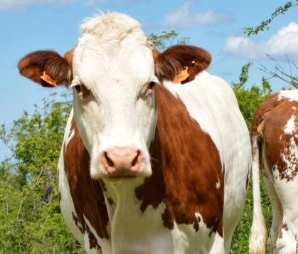 Virus Shamonda. Un nouveau fléau pour nos agriculteurs et leurs vaches ?