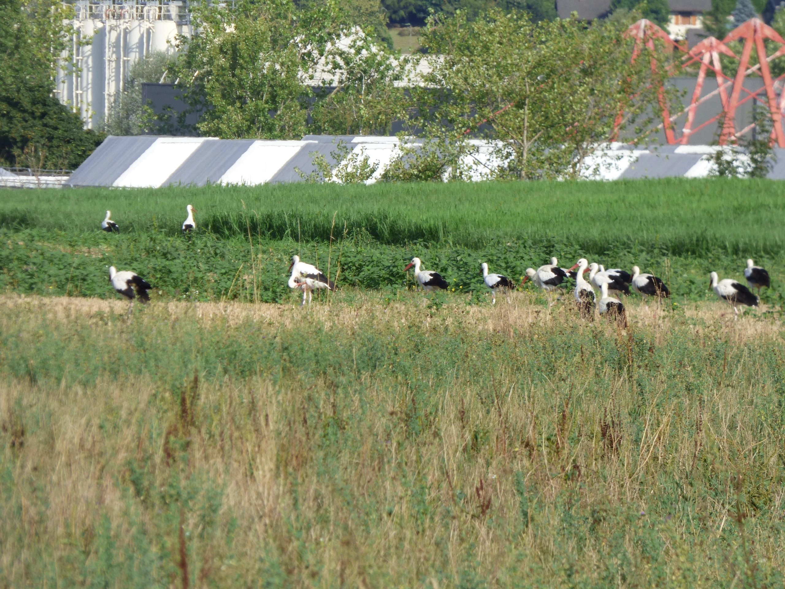 Plus de cent cigognes font escale dans la plaine de Balvay
