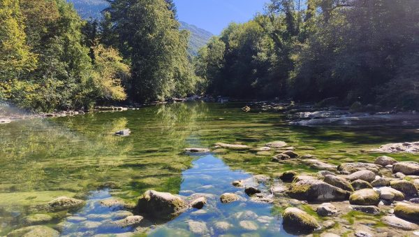 Le Chéran, entre Héry et Cusy : on constate l'apparition des algues vertes.