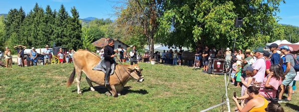 Le boeuf acrobate Rainbow a régalé toute la journée les spectateurs par ses prouesses inhabituelles pour un bovin de 1300 kilos, dignes d'un cheval de spectacle.