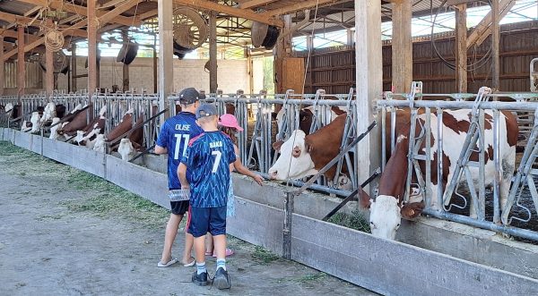 Les vaches ont été heureuses d'avoir de la visite.